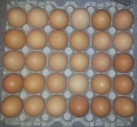 /album/fotogaleria-inicio/huevos-de-campo-super-extra-color-mlc-o-4105200626-042013-jpg/