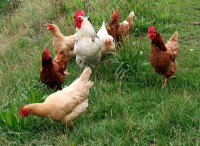 /album/fotogaleria-inicio/gallinas-merrutxu-jpg/