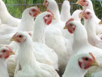 /album/fotogaleria-inicio/produccion-avicola-gallinas-jpg/